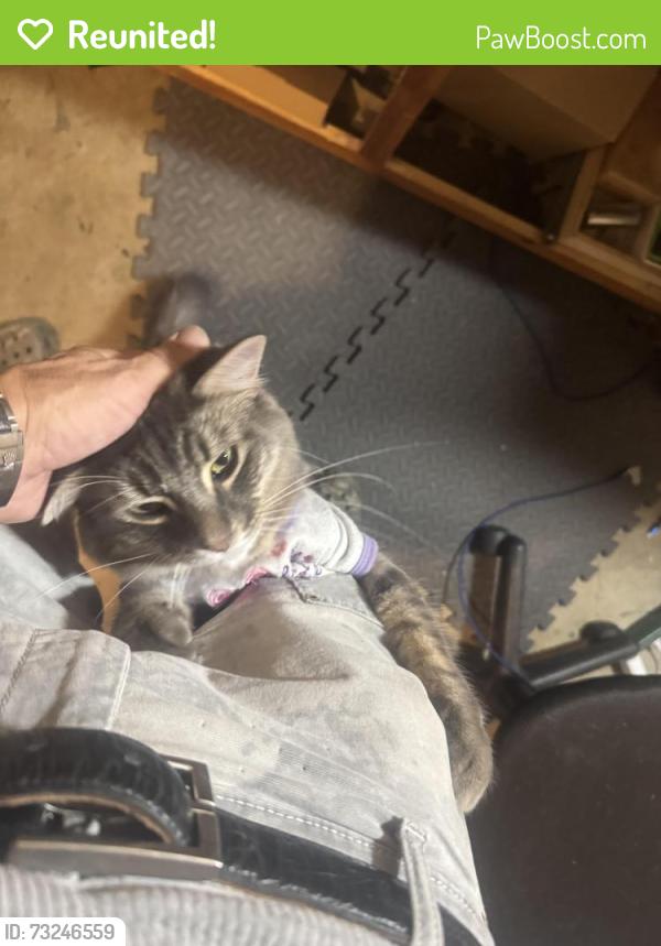 Reunited Male Cat last seen Bayaud Sheridan, Lakewood, CO 80226