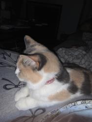 Reunited Female Cat last seen Park Avenue west of Memorial hosp, South Bend, IN 46616