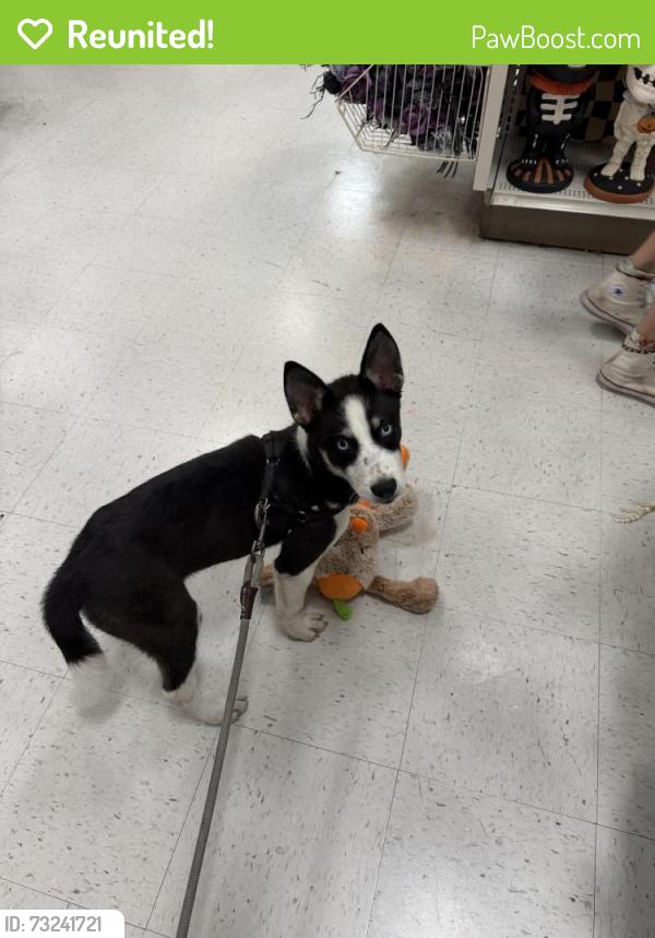 Reunited Female Dog last seen Senter and Tully, San Jose, CA 95111