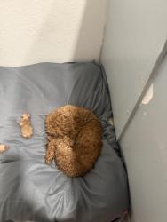 Reunited Female Dog last seen Greenacres fl, Greenacres, FL 33463