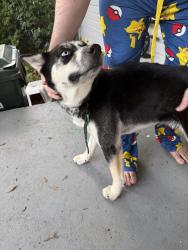 Found/Stray Female Dog last seen Harrison street, Gastonia, NC 28054