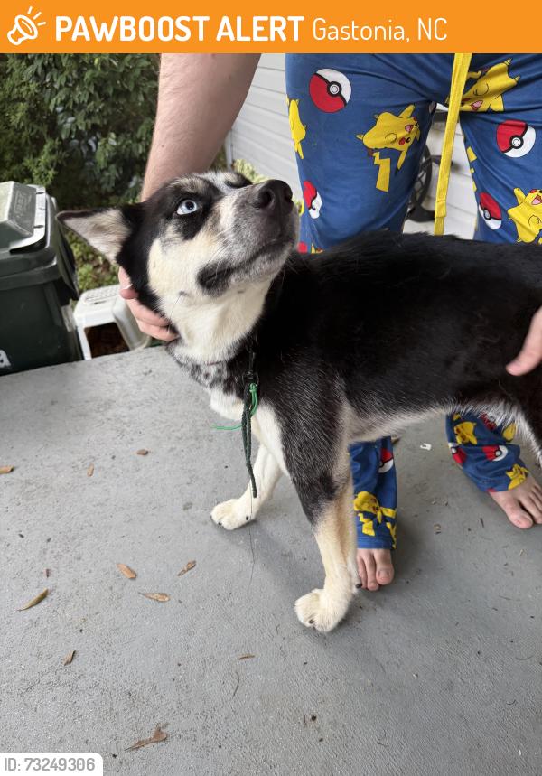 Found/Stray Female Dog last seen Harrison street, Gastonia, NC 28054