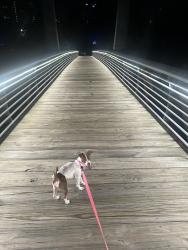 Lost Female Dog last seen By the Kelley’s, Houston, TX 77087
