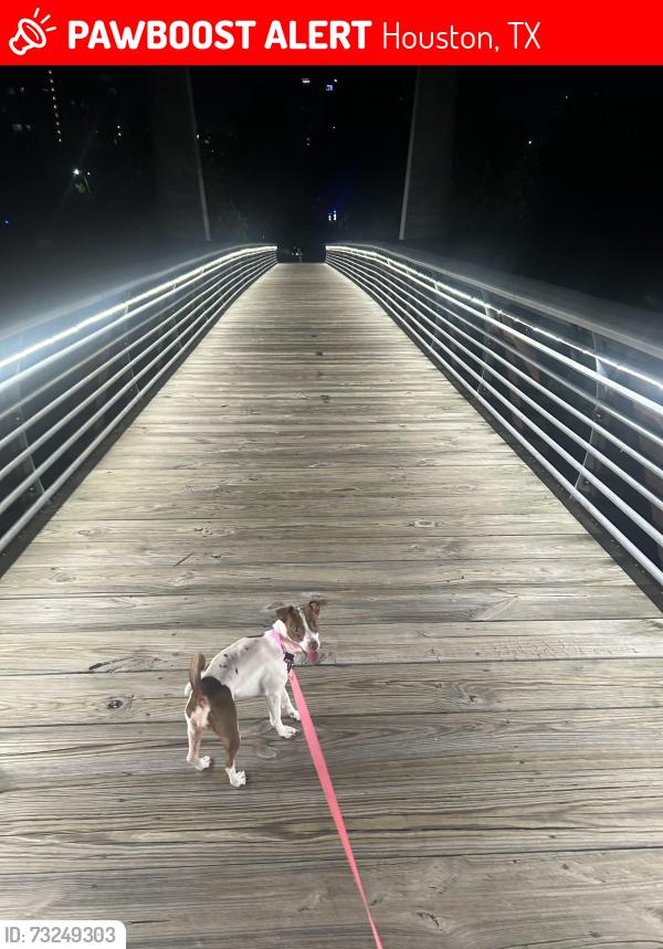 Lost Female Dog last seen By the Kelley’s, Houston, TX 77087