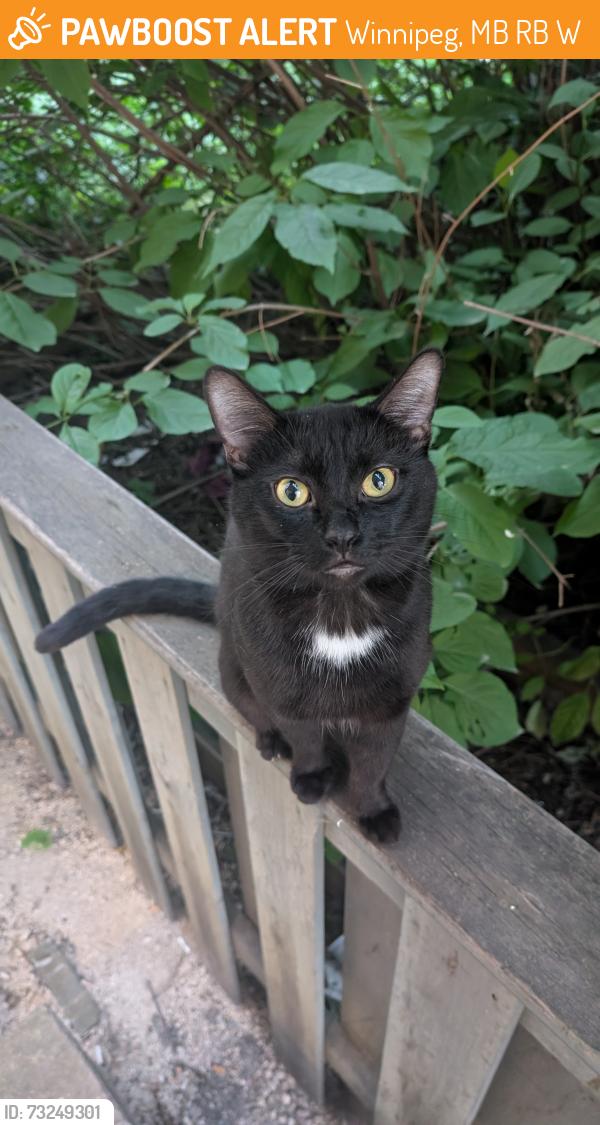 Found/Stray Male Cat last seen Sherbrook St. North of Portage, Winnipeg, MB R3B 2W5
