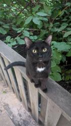Found/Stray Male Cat last seen Sherbrook St. North of Portage, Winnipeg, MB R3B 2W5