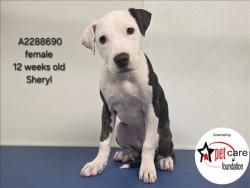 Shelter Stray Female Dog last seen , 3201 Lacy St, Los Angeles, CA 90031, USA