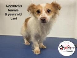 Shelter Stray Female Dog last seen , 3201 Lacy St, Los Angeles, CA 90031, USA