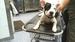 Shelter Stray Female Dog last seen CHARLOTTE, 8315 Byrum Dr, Charlotte, NC 28217, USA