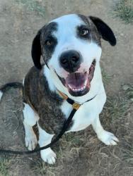 Shelter Stray Male Dog last seen Near BLOCK LISBON LANE, 3528 Newburg Rd, Louisville, KY 40218, USA