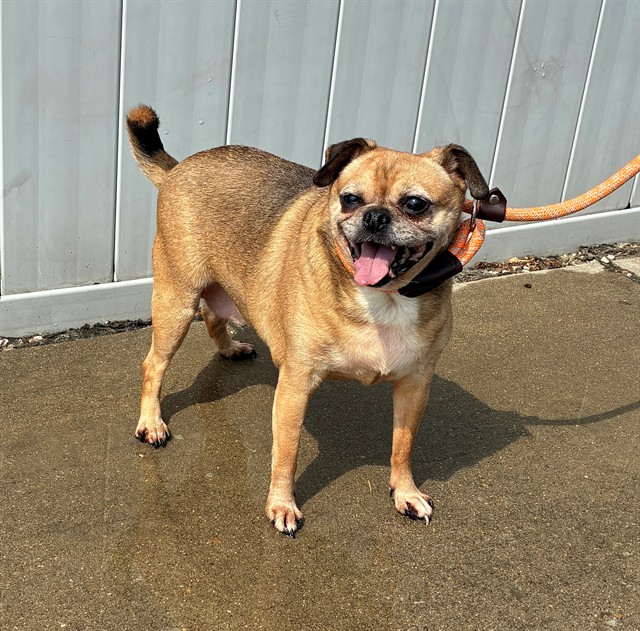 Shelter Stray Female Dog last seen Near BLOCK CANE RUN ROAD, 3528 Newburg Rd, Louisville, KY 40218, USA