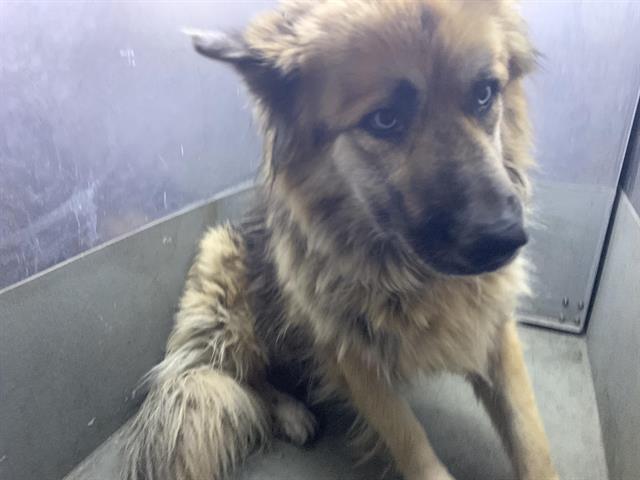 Shelter Stray Male Dog last seen LA FRESA CT & LA PERA CT, 2127 Front St, Sacramento, CA 95818, USA
