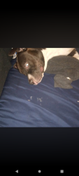 Lost Male Dog last seen Fox elementary school, Columbus, GA 31904
