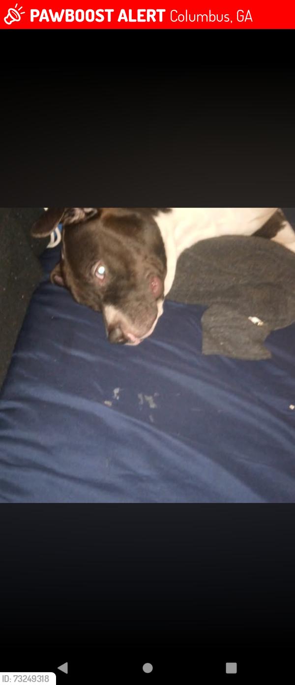 Lost Male Dog last seen Fox elementary school, Columbus, GA 31904