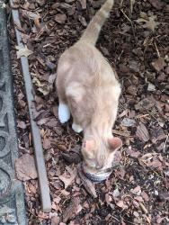 Found/Stray Male Cat last seen Ersu, Johnson City, TN 37604