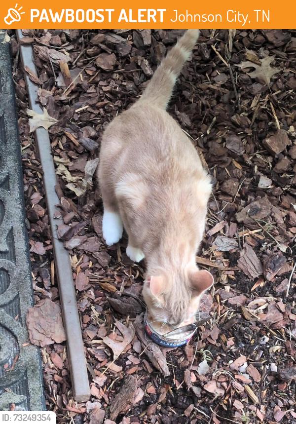 Found/Stray Male Cat last seen Ersu, Johnson City, TN 37604