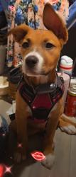 Lost Female Dog last seen Highway 211, Gaffney, SC 29340