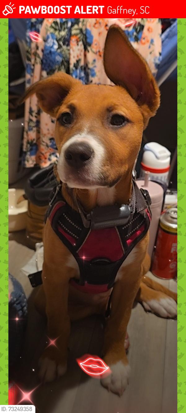 Lost Female Dog last seen Highway 211, Gaffney, SC 29340