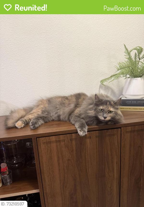 Reunited Female Cat last seen Carmel country rd and Carmel creek rd, San Diego, CA 92130