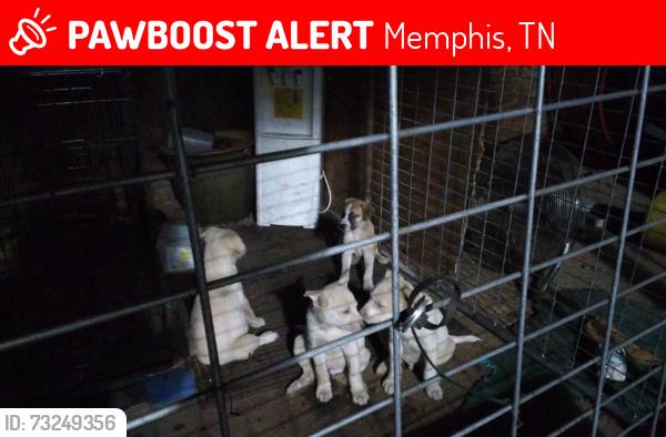 Lost Male Dog last seen Cromwell leven warrington, Memphis, TN 38118