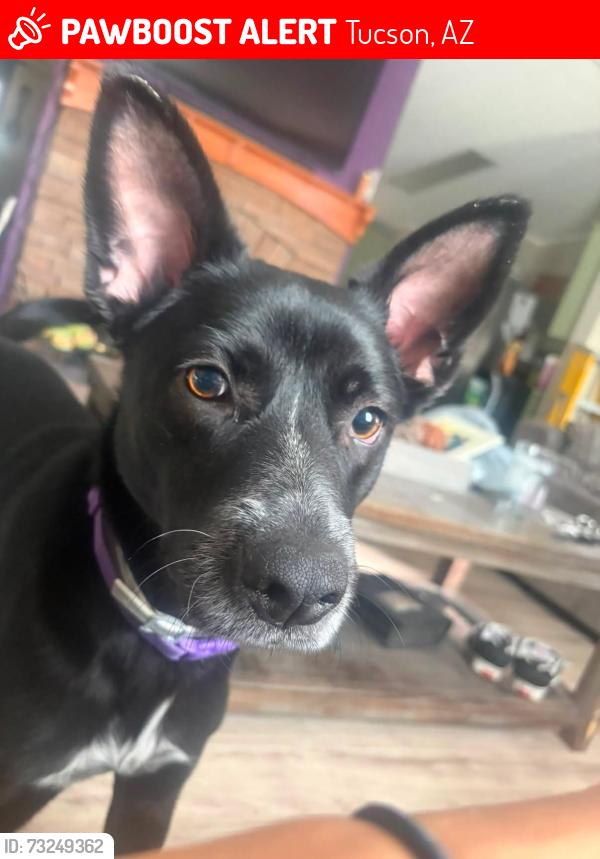 Lost Female Dog last seen Country club ln, Tucson, AZ 85706