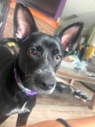 Lost Female Dog last seen Country club ln, Tucson, AZ 85706
