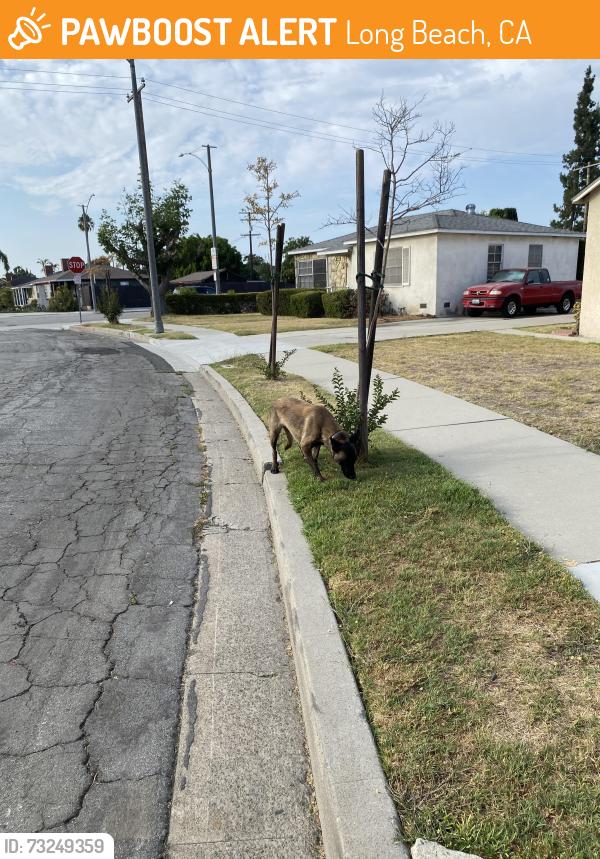 Found/Stray Unknown Dog last seen San Antonio and Falcon, Long Beach, CA 90807