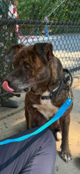 Found/Stray Female Dog last seen Near N Booth Rd NW, Kennesaw, GA 30144, Kennesaw, GA 30144