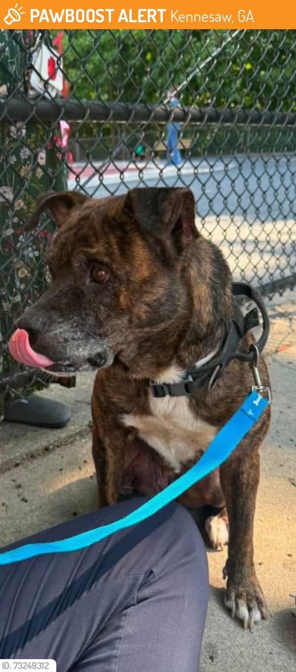 Found/Stray Female Dog last seen Near N Booth Rd NW, Kennesaw, GA 30144, Kennesaw, GA 30144