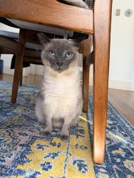 Reunited Male Cat last seen 60th and Murdoch, Oakland, CA 94605