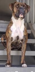 Reunited Female Dog last seen E Campus Way, Hemet, CA, USA, Hemet, CA 92583