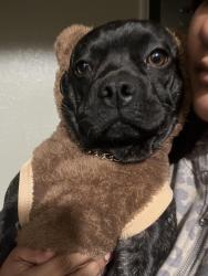 Lost Male Dog last seen E Avenue R-2 & 14th St E, East Palmdale, CA 93550, Palmdale, CA 93550