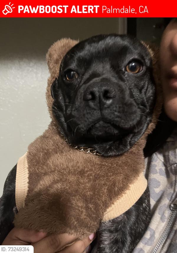 Lost Male Dog last seen E Avenue R-2 & 14th St E, East Palmdale, CA 93550, Palmdale, CA 93550