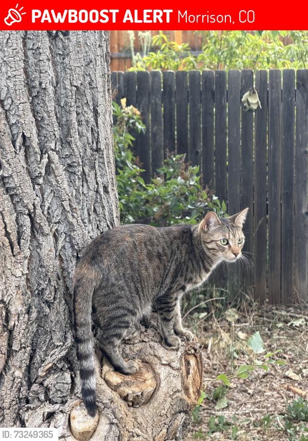 Lost Female Cat last seen Belleview and Simms, Morrison, CO 80465