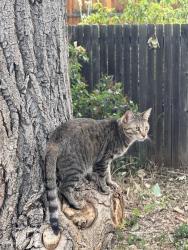 Lost Female Cat last seen Belleview and Simms, Morrison, CO 80465
