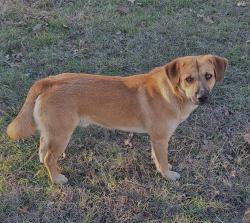 Reunited Male Dog last seen Bern Street, League City, League City, TX 77573