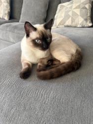 Lost Male Cat last seen North East 45th ave, Orchards, WA 98682