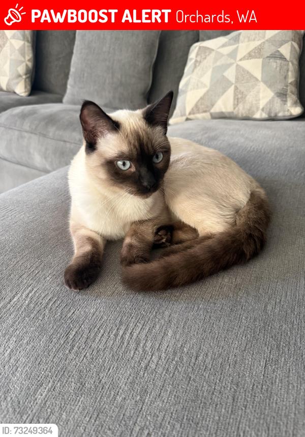 Lost Male Cat last seen North East 45th ave, Orchards, WA 98682