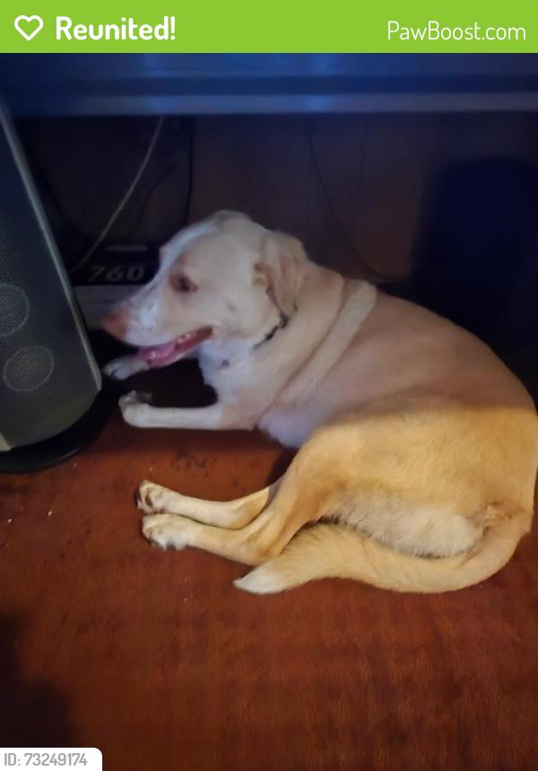 Reunited Female Dog last seen Plummer Street, Pittsburgh, PA 15201