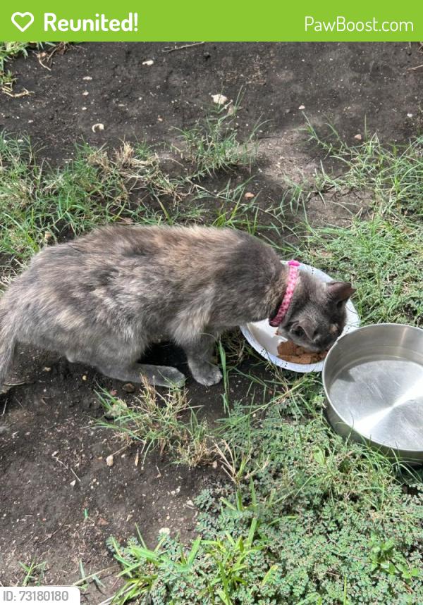 Reunited Female Cat last seen Daniel St. and Browning, Arlington, TX 76010
