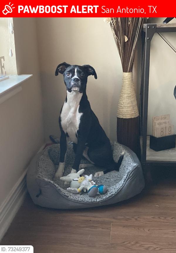 Lost Female Dog last seen Deerfield Dr, San Antonio, TX 78218