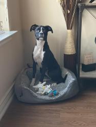 Lost Female Dog last seen Deerfield Dr, San Antonio, TX 78218