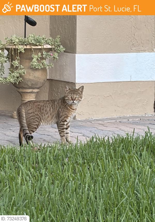 Found/Stray Unknown Cat last seen Back gate inside PGA, Port St. Lucie, FL 34986