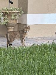 Found/Stray Unknown Cat last seen Back gate inside PGA, Port St. Lucie, FL 34986