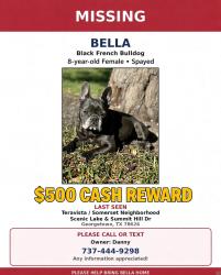 Lost Female Dog last seen Scenic Lake/ Summit Hill Dr, Georgetown, TX 78626