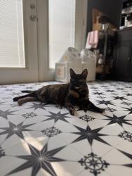 Reunited Female Cat last seen Harbor and North, close to Pearson Park, Anaheim, CA 92805