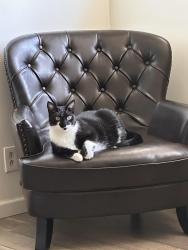Lost Male Cat last seen Randolph Ave & Mitchell Ave, Schertz, TX 78154