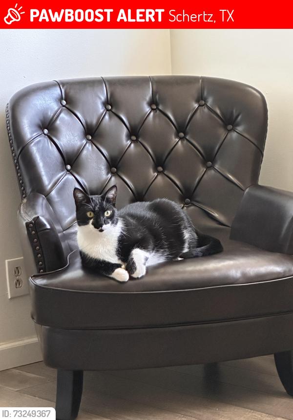 Lost Male Cat last seen Randolph Ave & Mitchell Ave, Schertz, TX 78154