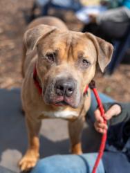 Shelter Stray Male Dog last seen Near Mistybrook Cir, Stone Mountain, GA 30087, 30087, GA, 3280 Chamblee Dunwoody Rd, Chamblee, GA 30341, USA
