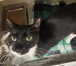 Shelter Stray Male Cat last seen Near E Ponce de Leon Ave, Stone Mountain, GA 30083, 30083, GA, 3280 Chamblee Dunwoody Rd, Chamblee, GA 30341, USA